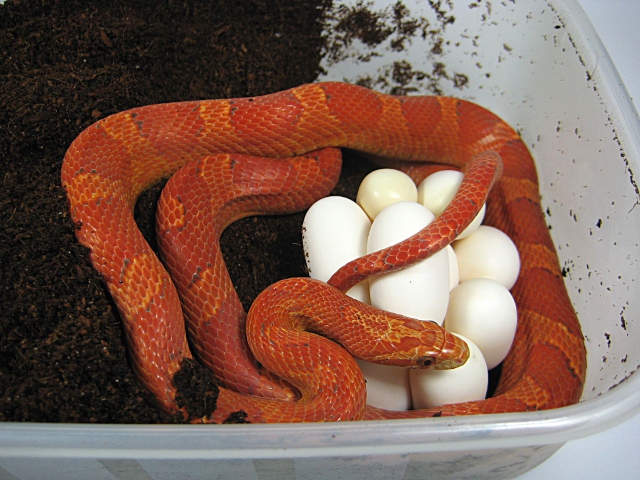 Www.snakeguy.de - Captive Bred Corn Snakes, Ball Pythons, Boas